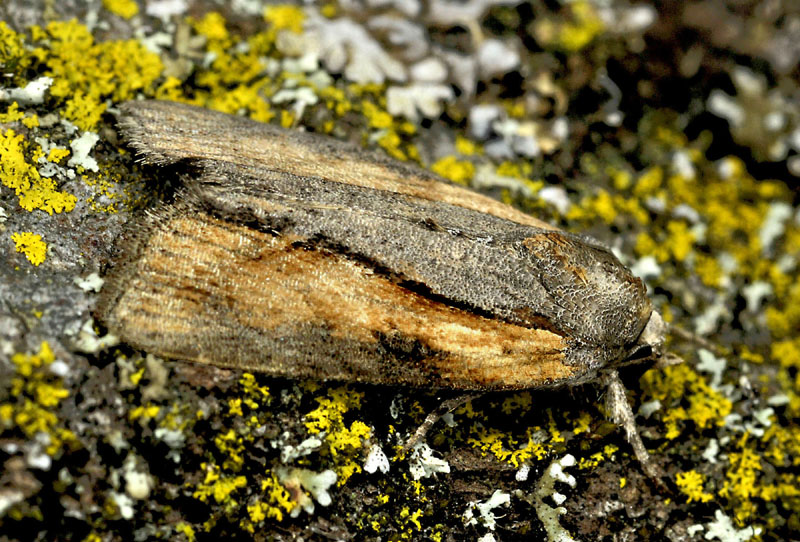 Bryophila raptricula/felina